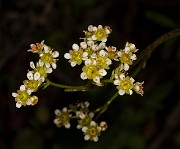 Saxifraga occidentalis 16-1044